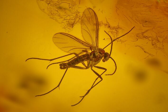 Detailed Fossil Fungus Gnat (Sciaridae) In Baltic Amber #170037